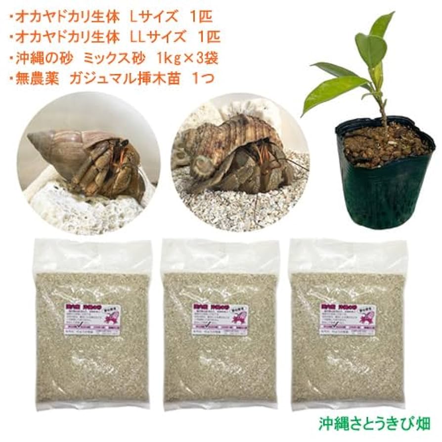 Amazon | オカヤドカリ飼育セット Lサイズ＆LLサイズ(生体×2匹
